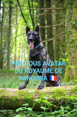 CHIOT